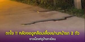 รีบดูด่วน เลขทะเบียนรถมงคล หลังเจองูเหลือมตัวยาวเลื้อยผ่านหน้ารถ 2 ตัว